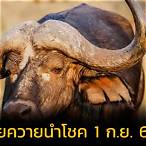 หวยหมีควาย